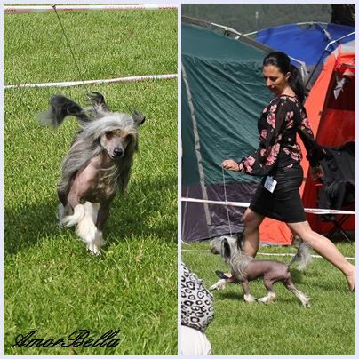 Golden Diamond Cresteds Alisha