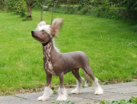 Noix de Coco  Avokaduh