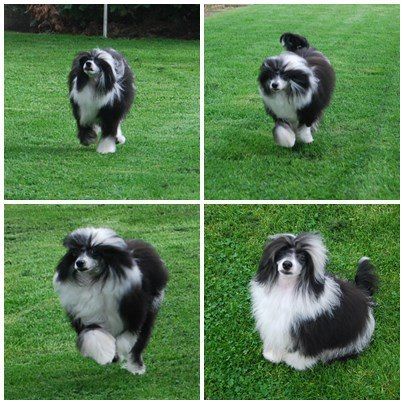 Nikita von den Windpferden