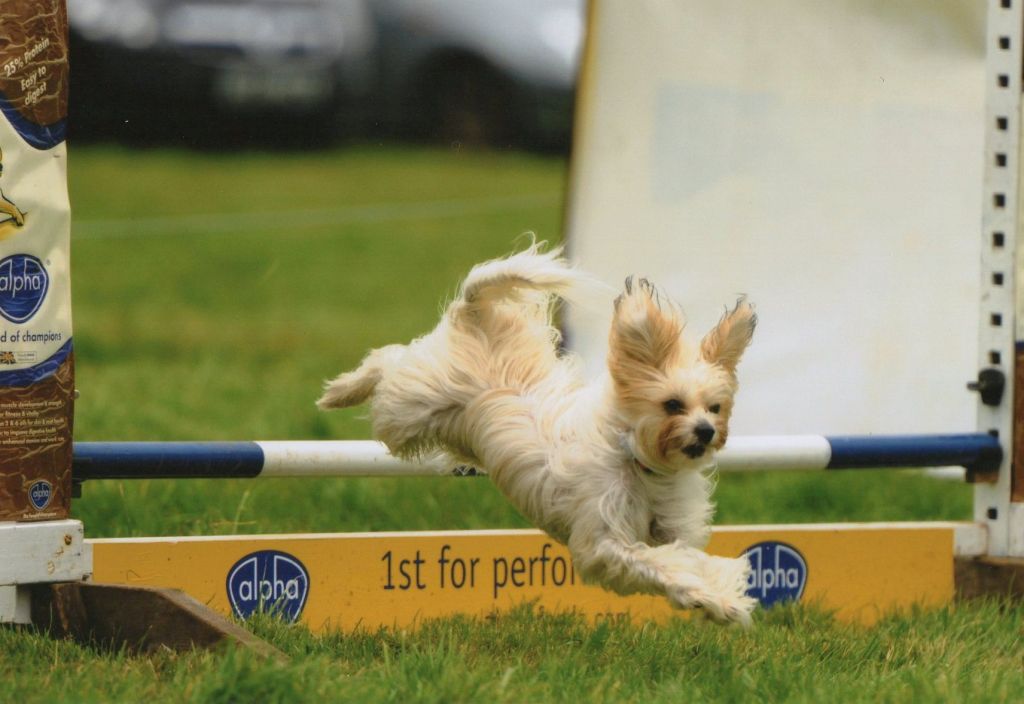 Iceniares Celtic Amethyst