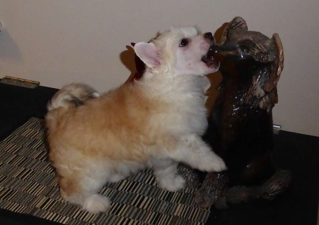 Jumping For Joy Avokaduh