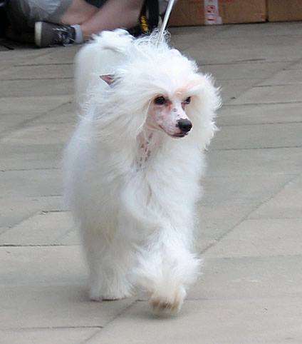 Downtown von Shinbashi