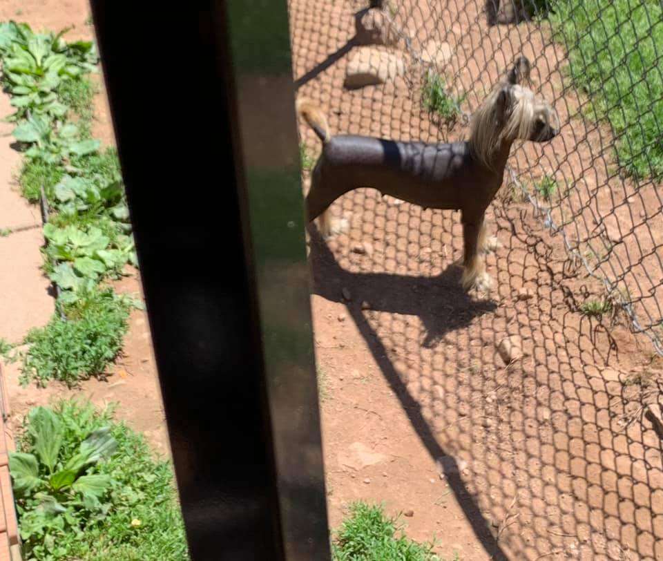 Alannis Molosos Gratzi