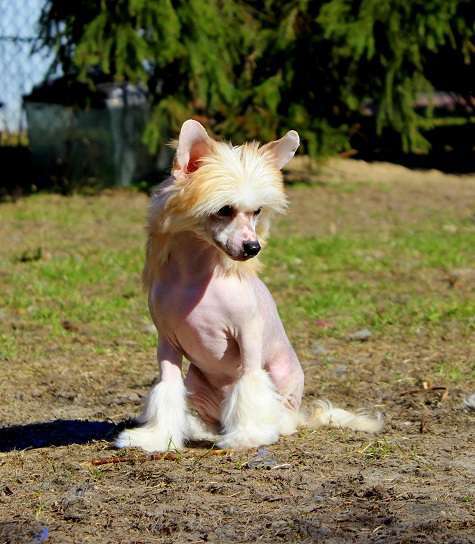 Siberian Love Zillion Emotions For Zhen