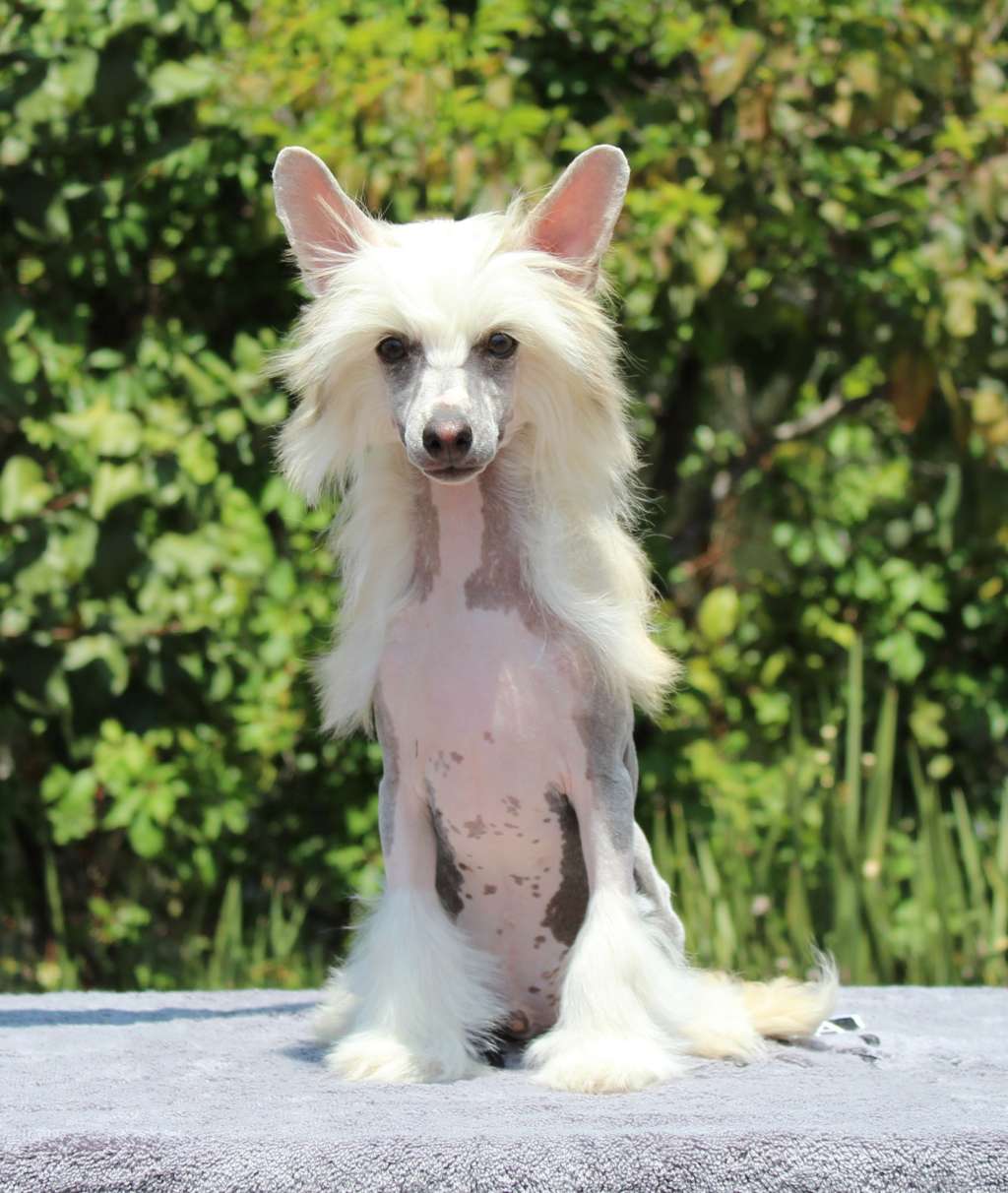 Leonardo Starry Night (Cantarell)