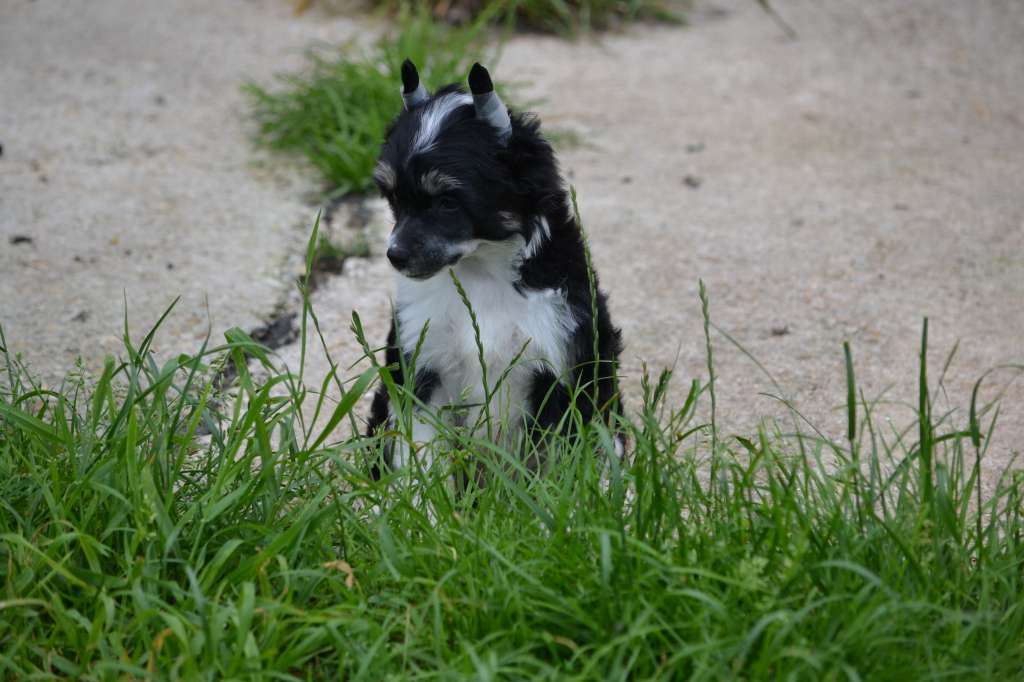 Moonlight Shadow de l'Orée des Rêves