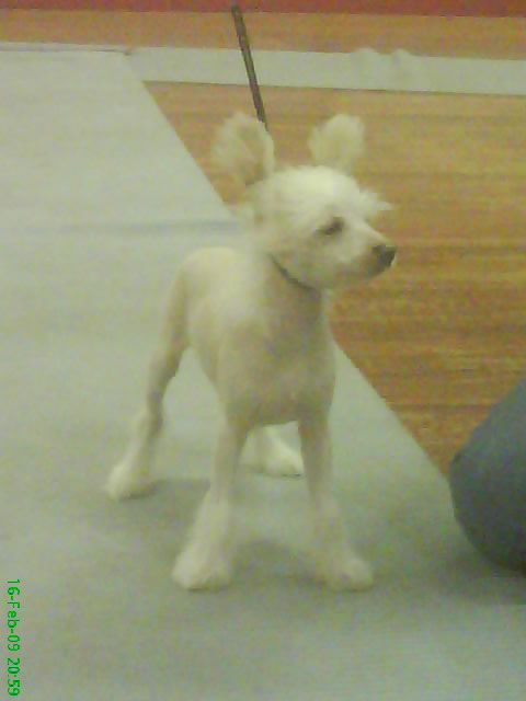 sigyns midnight gigolo