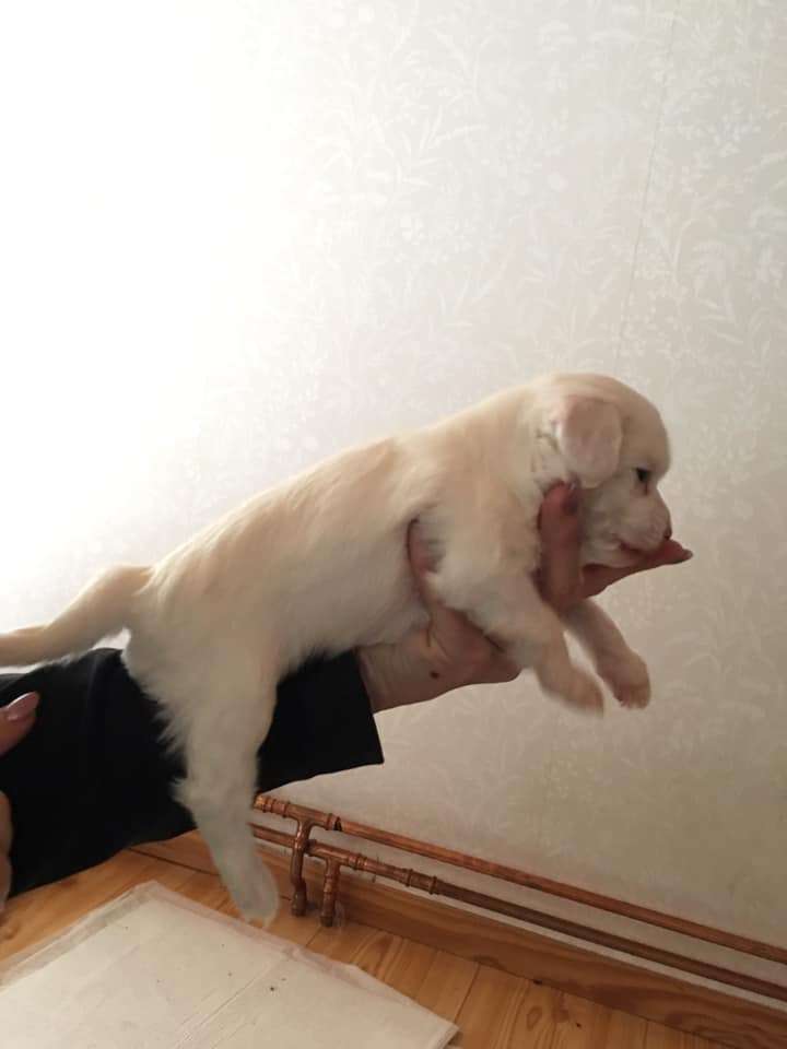 Luckytern Blue Morning