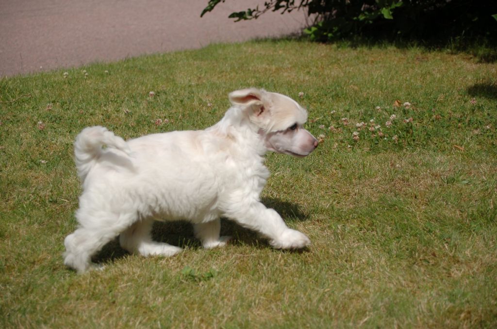 De La Mahafu's Cellatto Grizzly