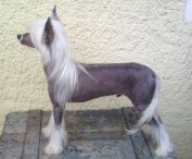 Voyager von Shinbashi