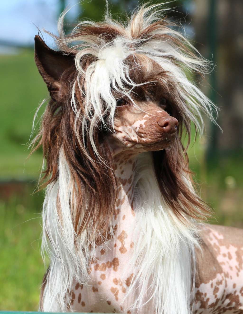 Ovation Victory Torus