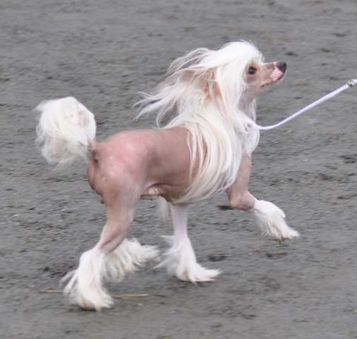 Artic Flyer's Fashion Fantazy