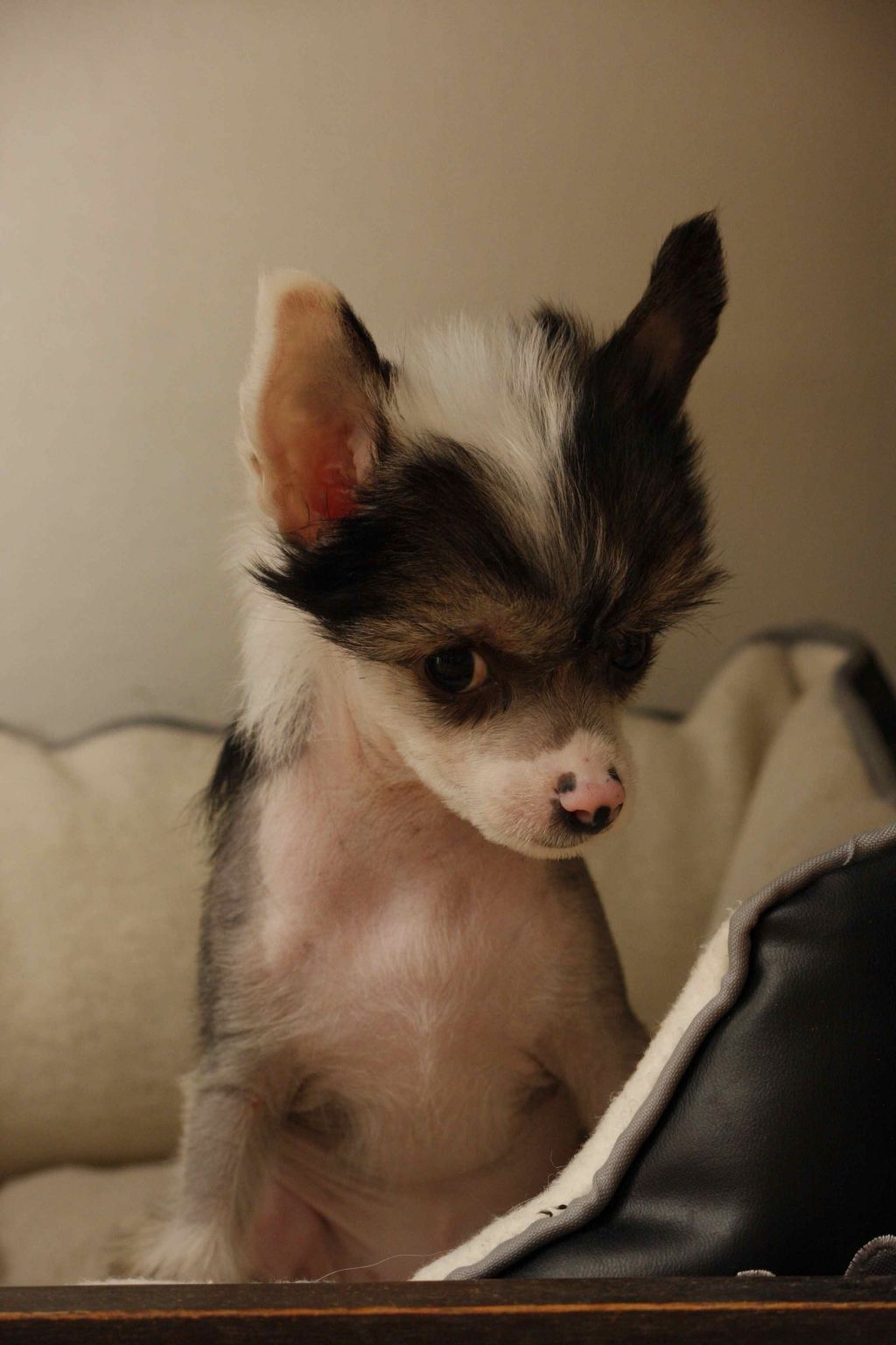 Cipracrest's French Affair