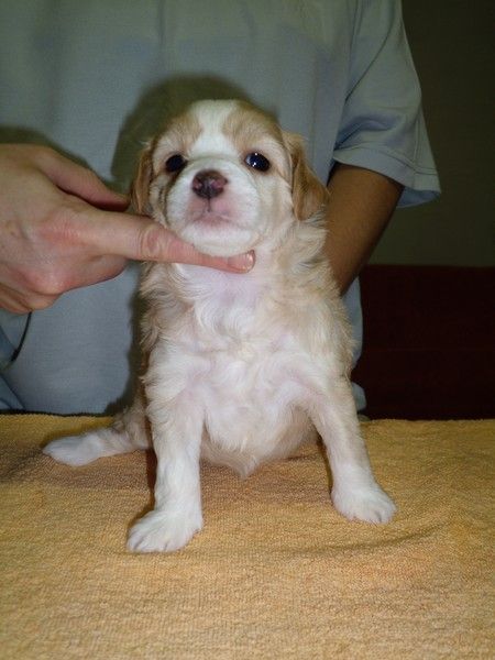 Solnshko Yasnoe Muza Crested