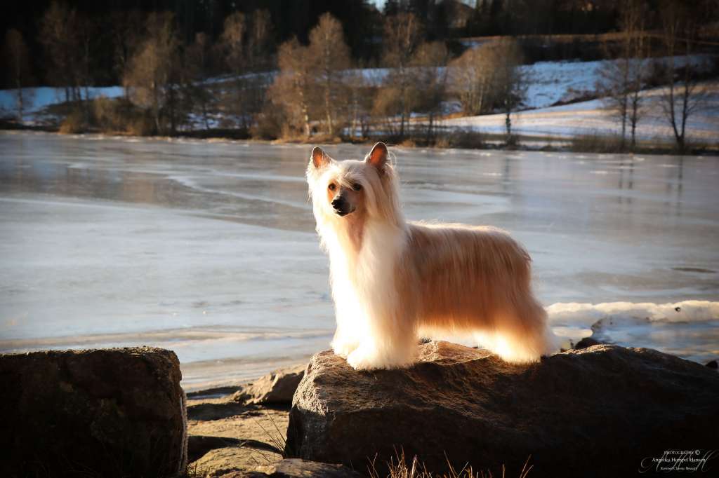 Sunstreaker Losing My Religion