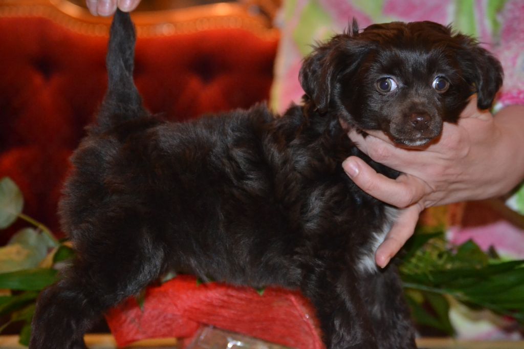 G........ 1 Baroque Chinese Horse