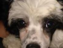 Hi-Life's I'm Sirius For Timberwood