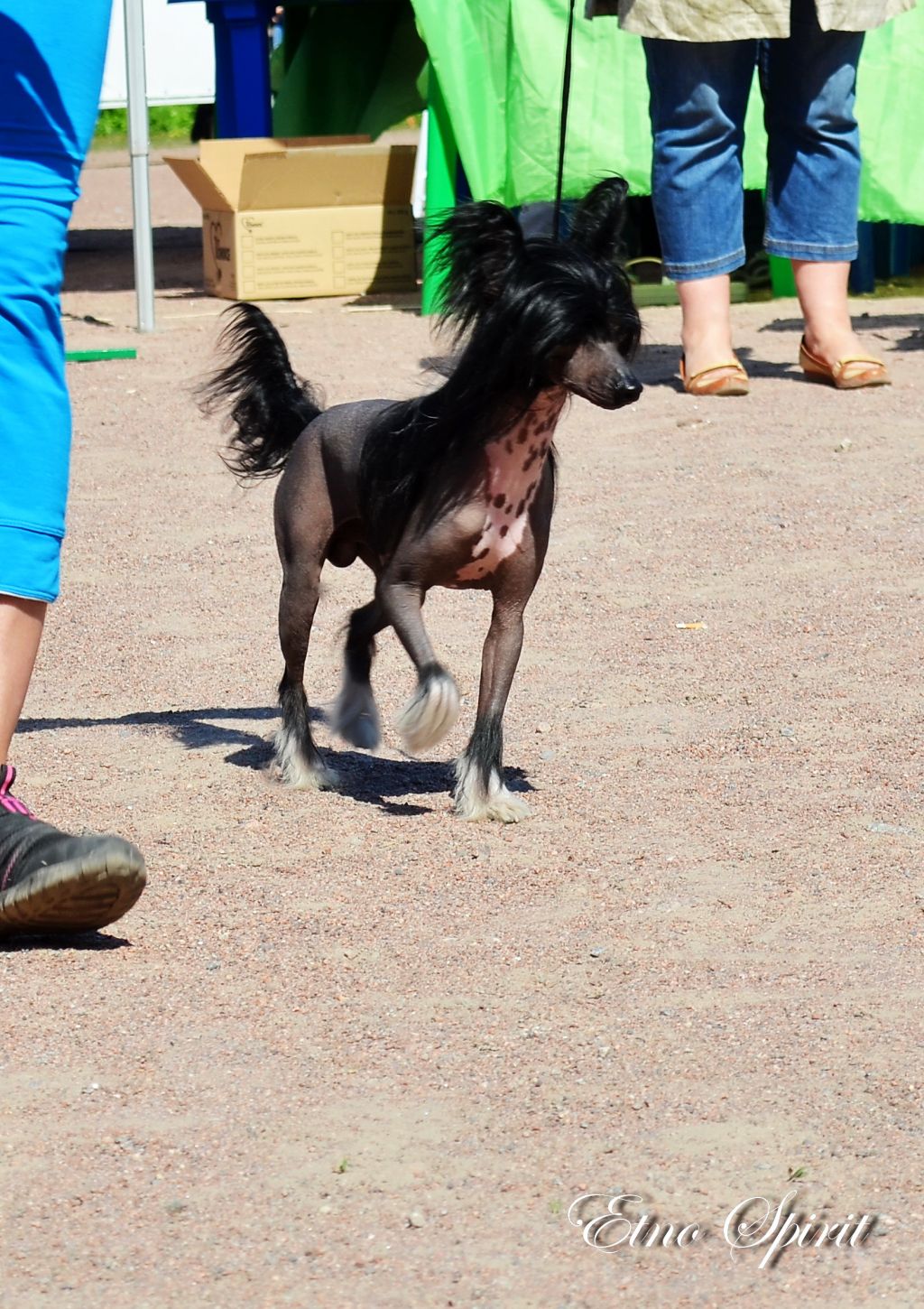 Ch Kamron Slice of Happiness