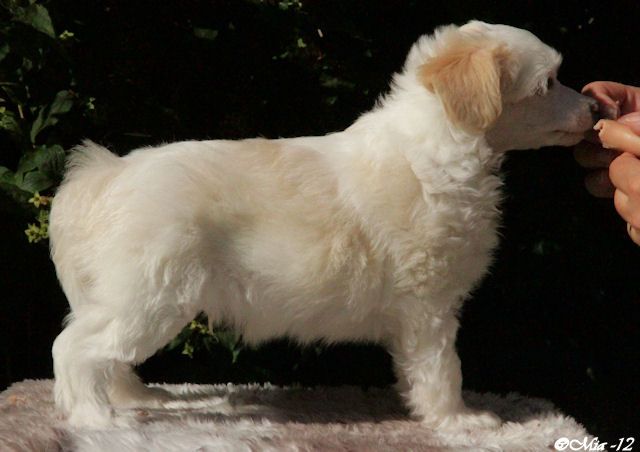 Candy Queen's Mysterious Mushu