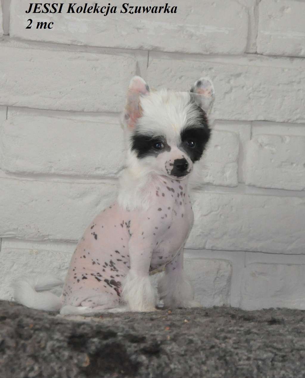 JESSI Kolekcja Szuwarka