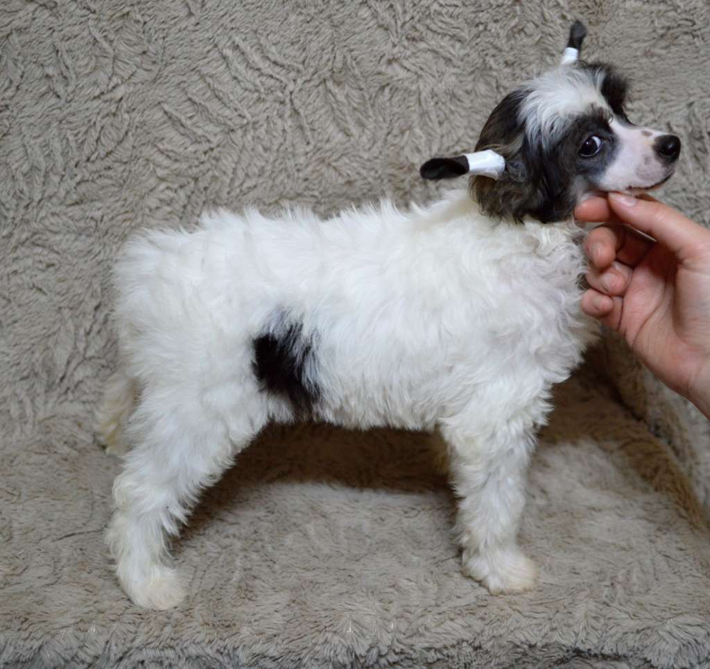 Ula Agnes z Andelovy dlane