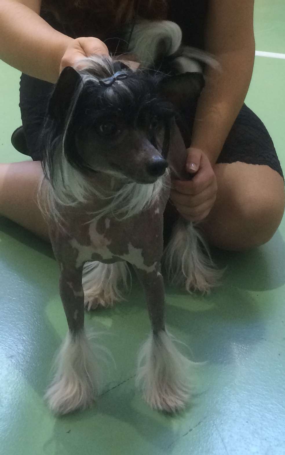 Absolute Souls Dream Chaser