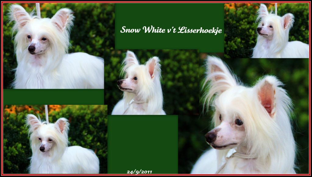 Snow White v't Lisserhoekje