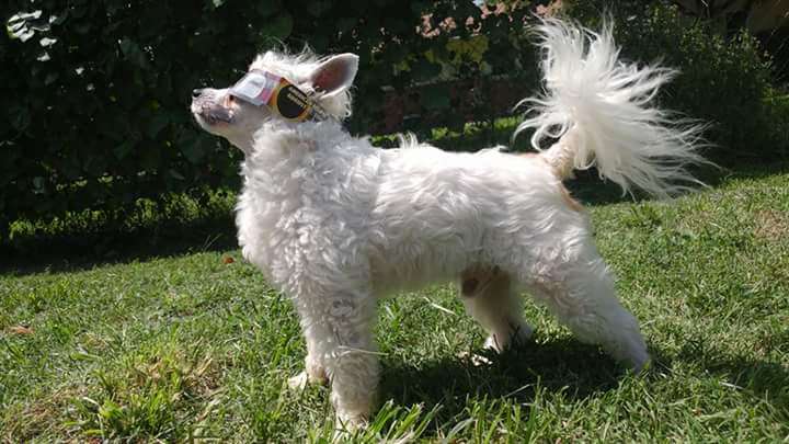 Edelweiss Boot Scoot Boogie