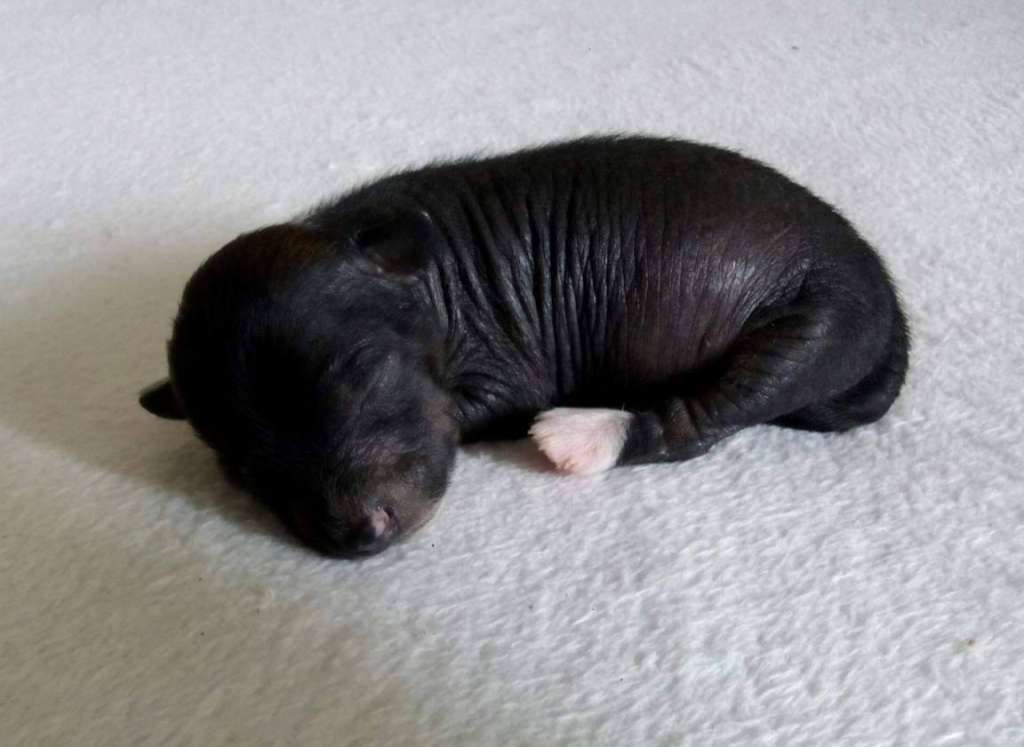 Catte Moravia Carolline