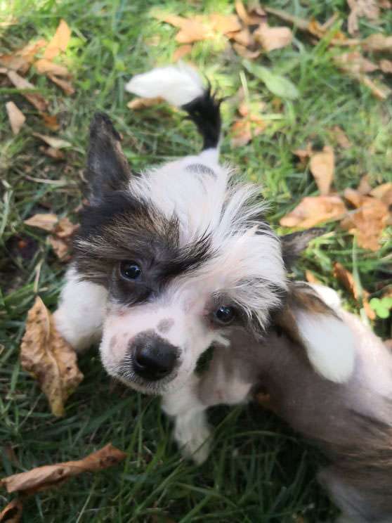 Fundoklia-völgyi Kaszanics Myrtill