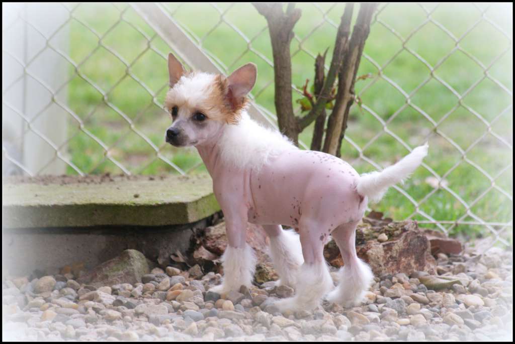 Luxuary Cookie Du Coeur Des Tenebres