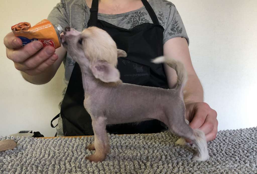 Speechless Such A Show Off