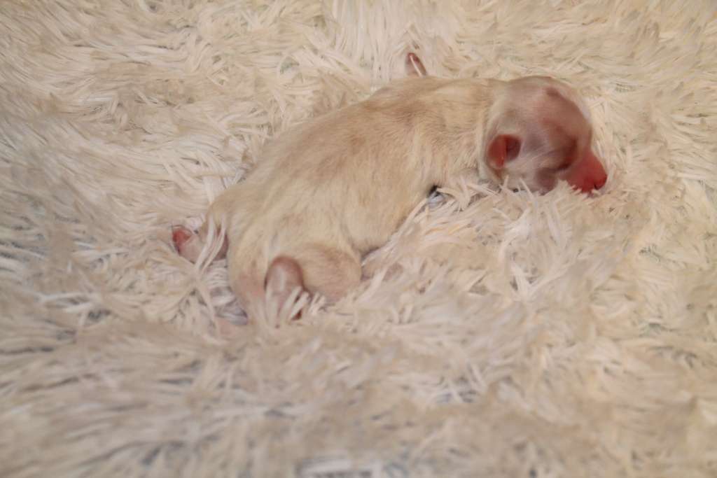 Magnet Success Zvezda