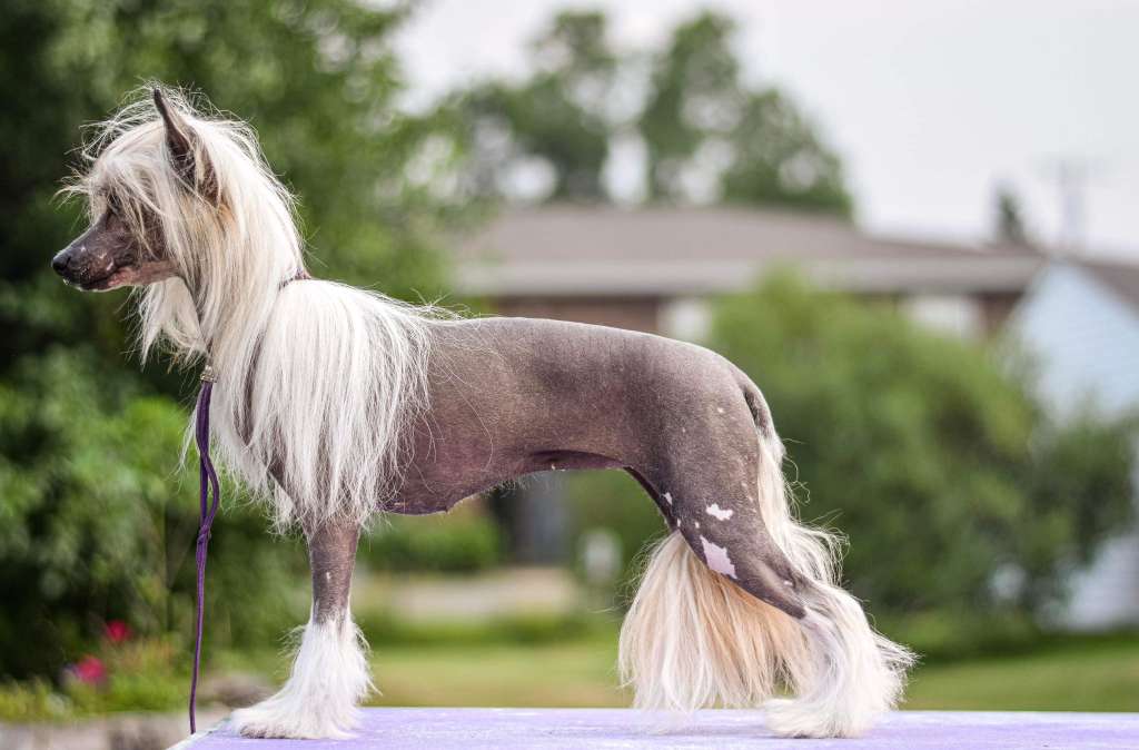 Zenith Kiss My Aster