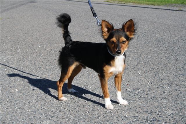 Mirbon's Rolls Royce