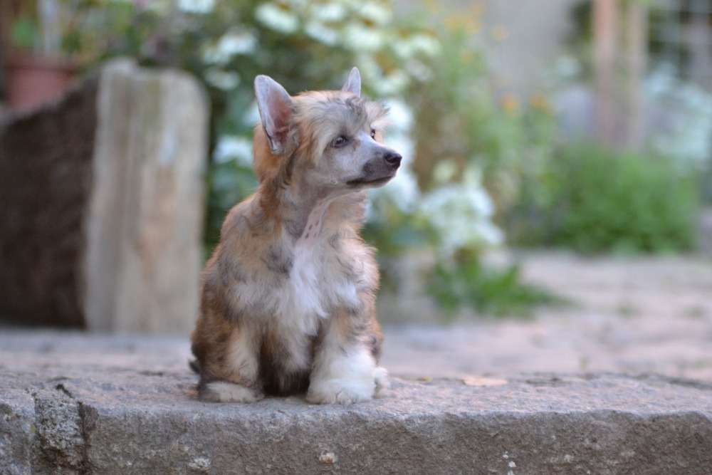 Valentine's Kiss Jemalle