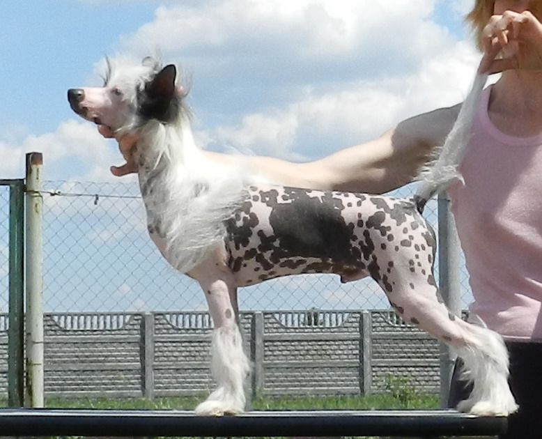 Gambit iz Sozvezdiya Khana