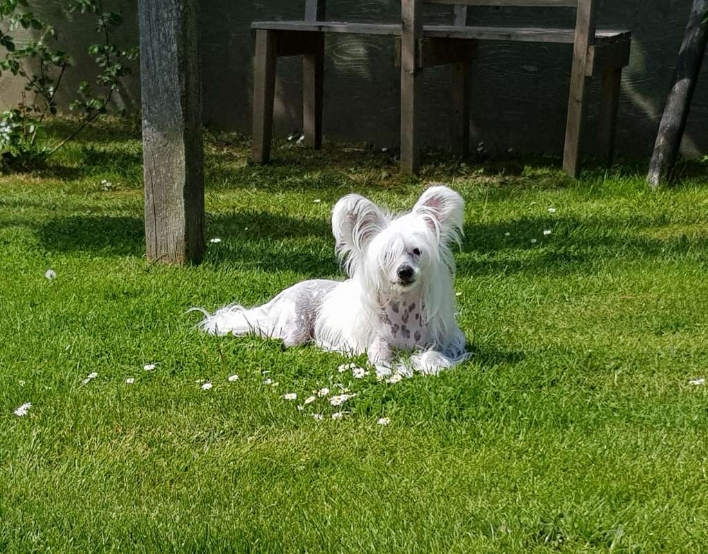 Proud Pony Xpress Yourself