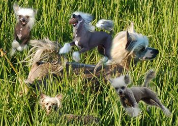 Lionheart Krime Time