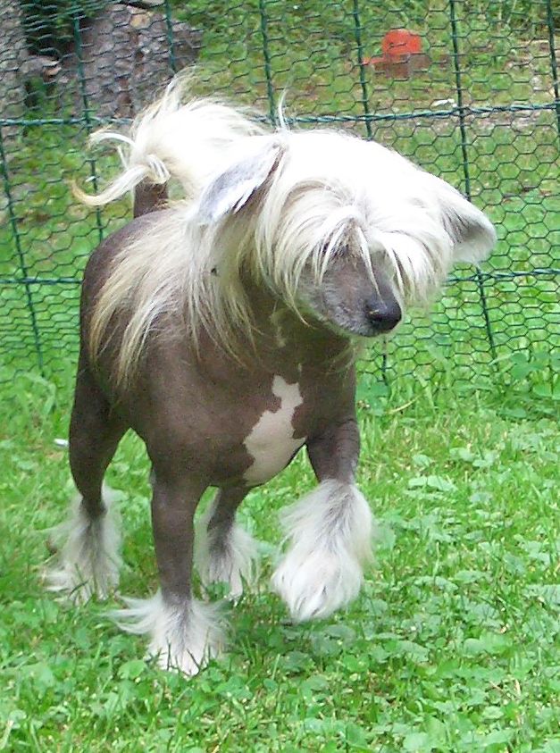 Crestwood Izadorable