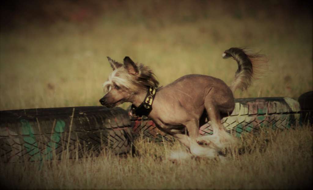 Monty z Pulnocního dvora