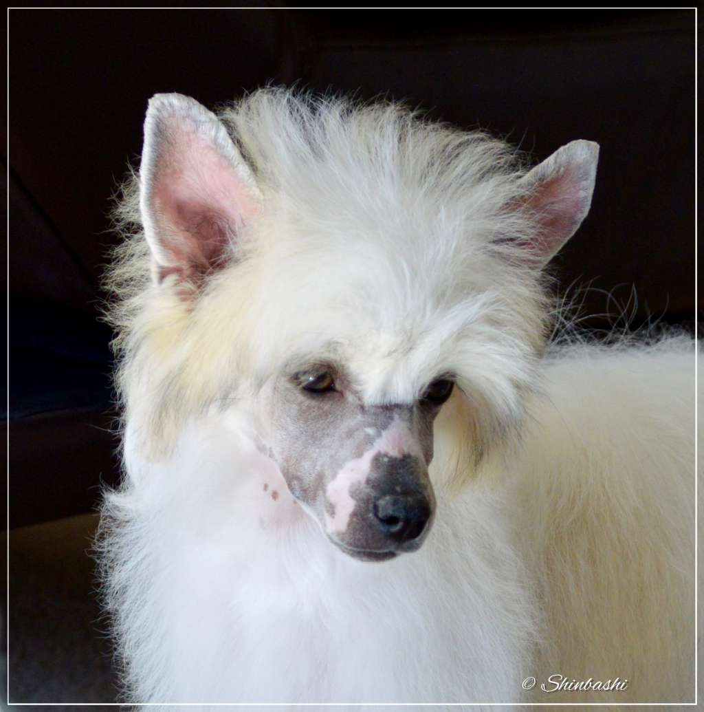 Glamour Pur  von Shinbashi