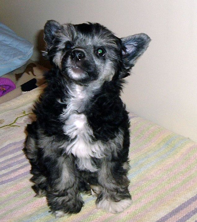 Colliwoods Yes His Name Is Gummibear