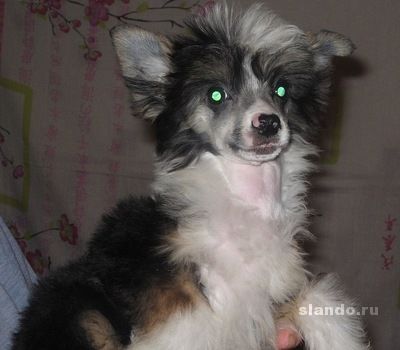 Fancy Style Gvendolin