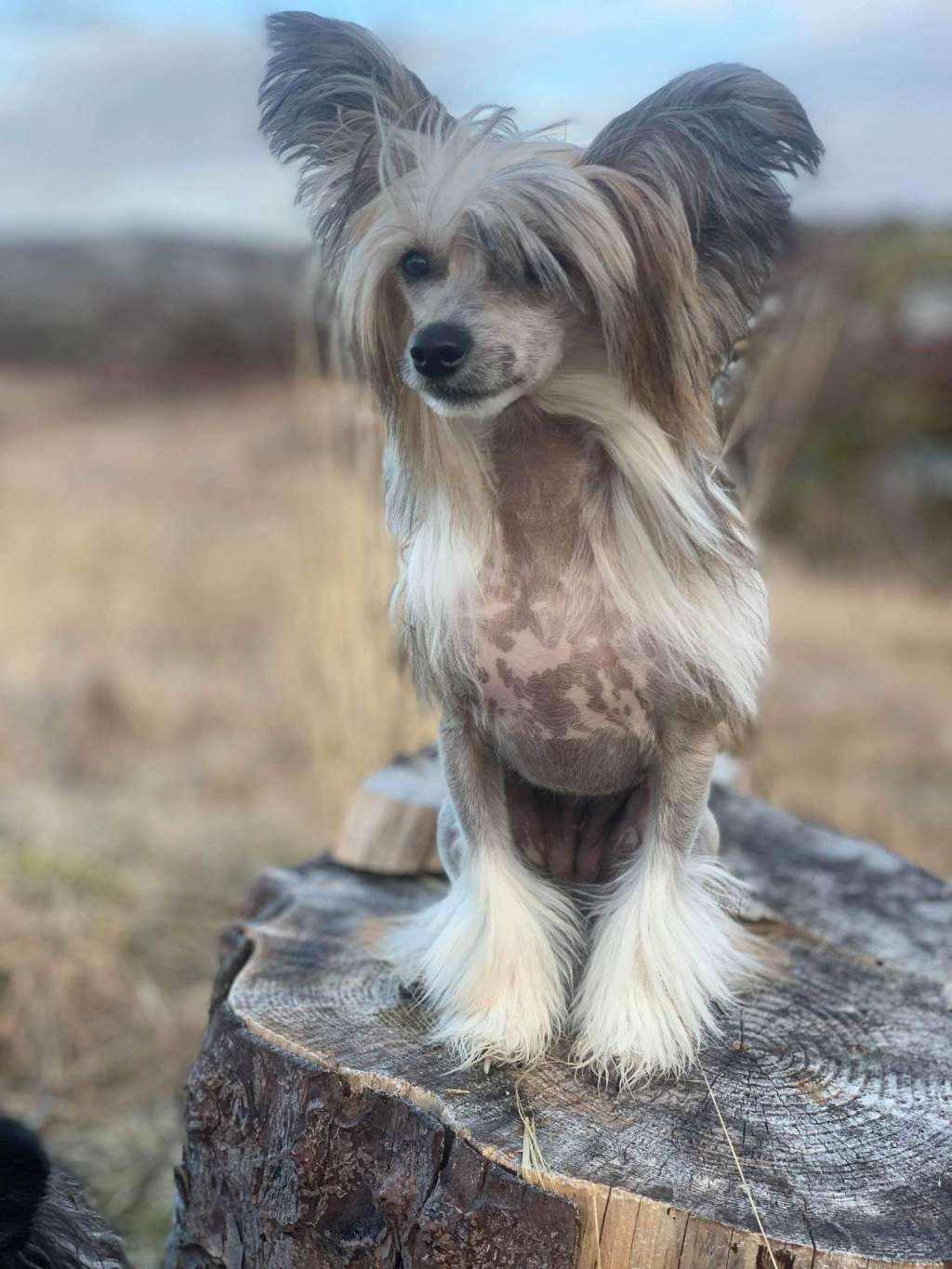 Sound of the Sea Sia