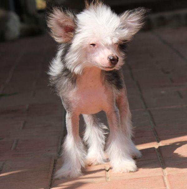 Gawaiian Samba dlya Liris