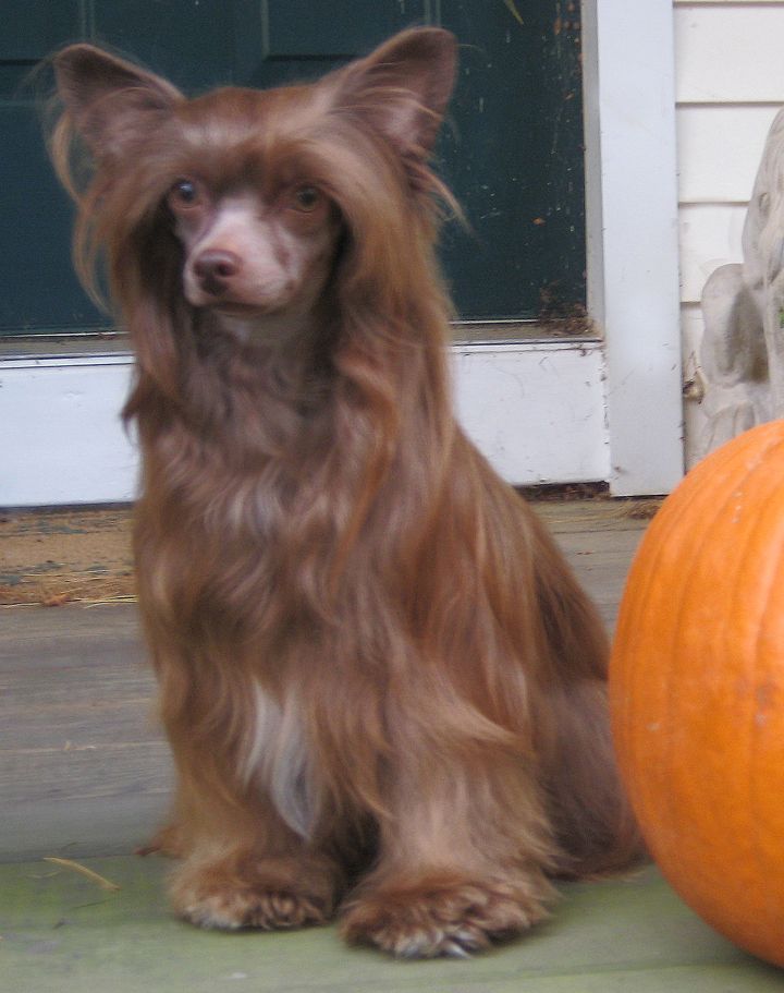 Sakkarra N Jewels Got Chocolate?