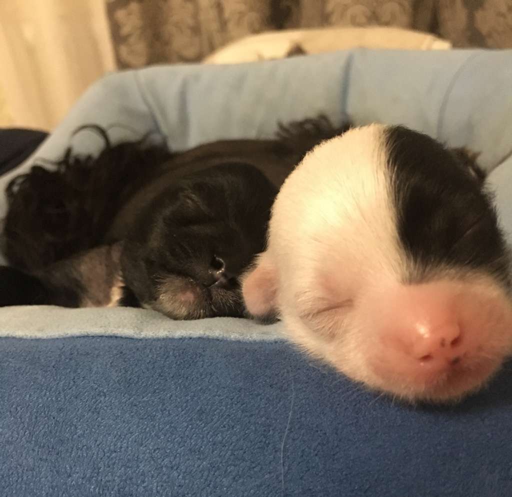 Pride of the night Cesar