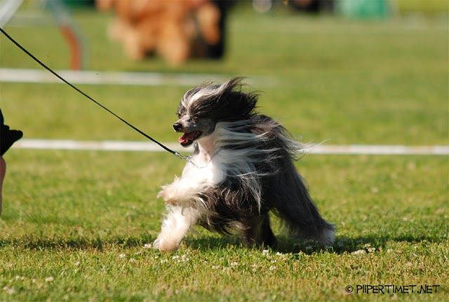 Dragon Moon Image Of The Night