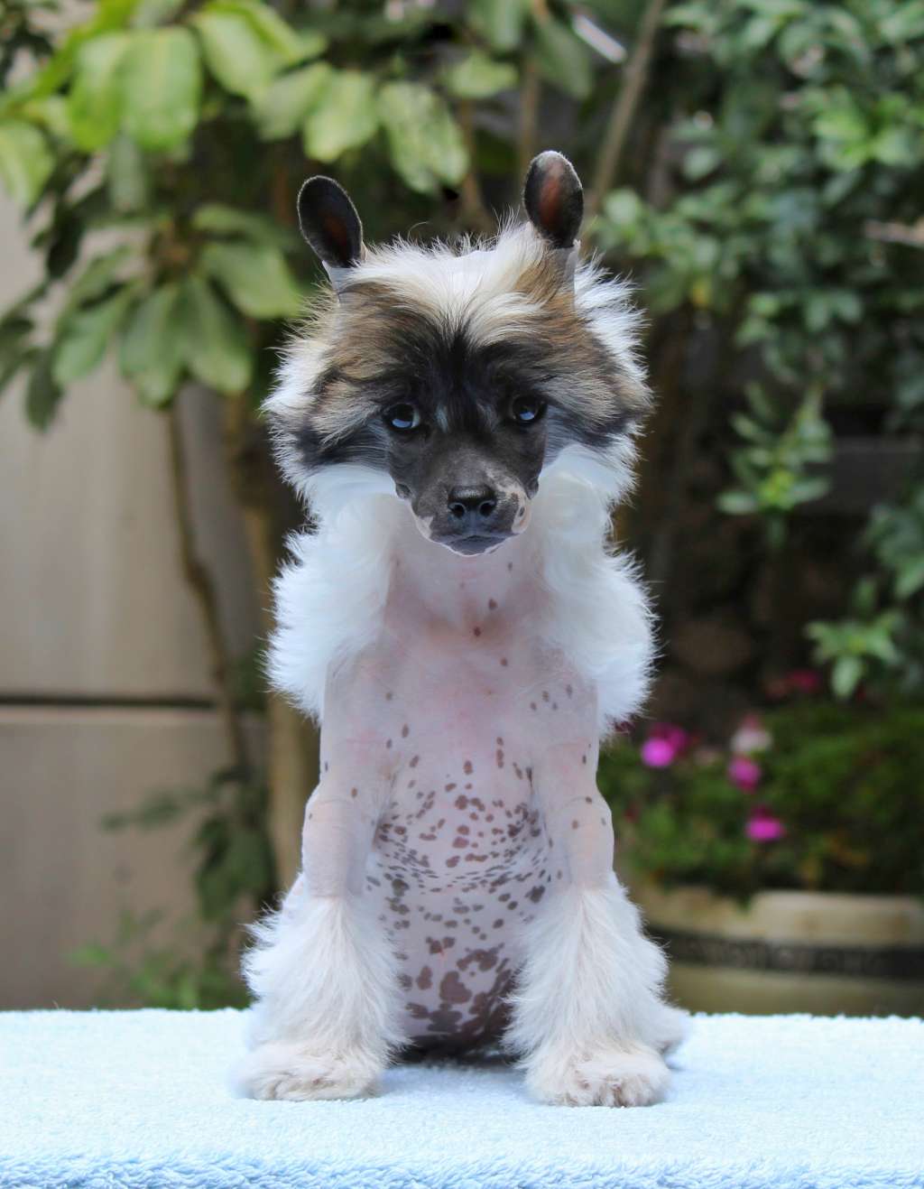 Freya Fairy Tale (Cantarell)